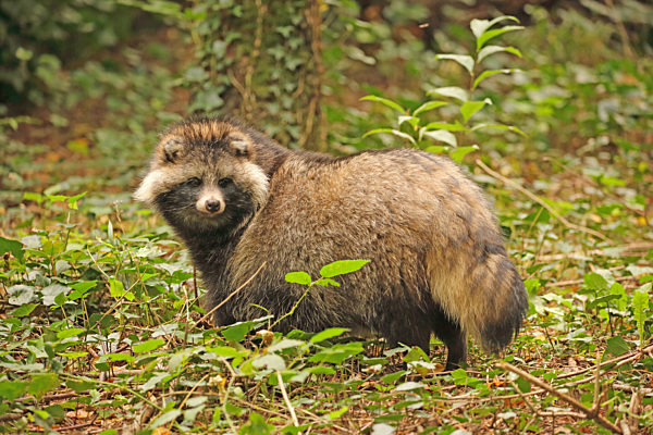 Marderhund, Enok, Seefuchs, Obstfuchs, Tanuki, Nyctereutes procyonoides, raccoon dog