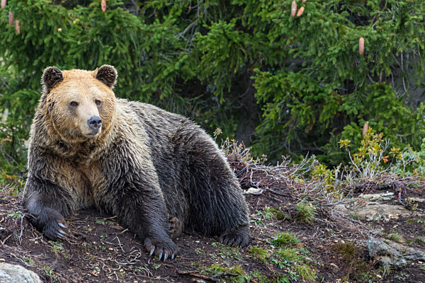 Europaeischer Braunbaer, Braunbaer, Braun-Baer, Ursus arctos arctos, European brown bear
