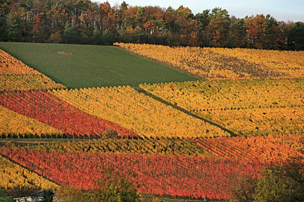 Weinberg im Taubertal im Herbst, vineyard at the Tauber valley in autumn
