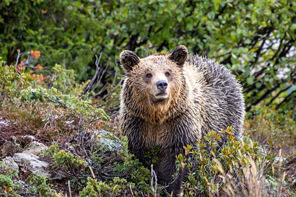 Europaeischer Braunbaer, Braunbaer, Braun-Baer, Ursus arctos arctos, European brown bear