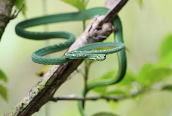 grüne Schlange auf einem Baum in Siberut, green snake in the jungle of Siberut