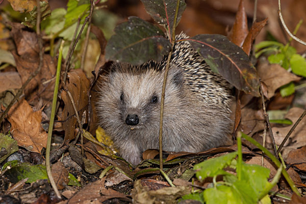 Europaeischer Igel, Westeuropaeischer Igel, Westigel, West-Igel, Braunbrustigel, Braunbrust-Igel, Erinaceus europaeus, Western hedgehog, European hedgehog
