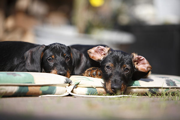 Rauhhaardackel, Rauhhaar-Dackel, Rauhaardackel, Rauhaar-Dackel, Rauhhaarteckel, Rauhaarteckel, Rauhaar-Teckel, Rauhhaar-Teckel, Teckel, Dachshund, Canis lupus f. familiaris, Wire-haired Dachshund, Wire-haired sausage dog, domestic dog