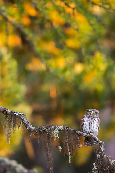 Sperlingskauz, Sperlings-Kauz, Glaucidium passerinum, Glaucidium passerinum passerinum, Eurasian pygmy owl