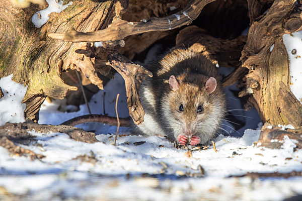 Wanderratte, Wander-Ratte, Rattus norvegicus, Brown rat, Common brown rat, Norway rat, Common rat