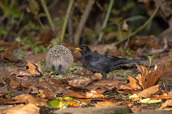 Amsel, Schwarzdrossel, Turdus merula, blackbird