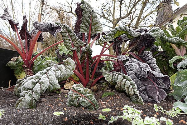 Mangold, Blatt-Mangold, Blattmangold, Beisskohl, Beiss-Kohl, Beta vulgaris var. cicla, Beta vulgaris ssp. vulagris var. cicla, Foliage Beet, Chard, Swiss chard, Mangel