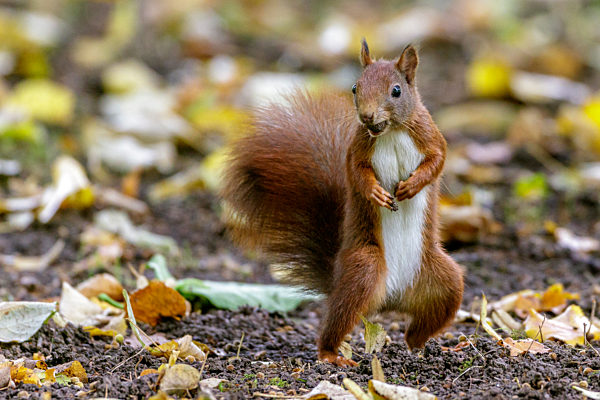Europaeisches Eichhoernchen, Eurasisches Eichhoernchen, Eichhoernchen, Sciurus vulgaris, European red squirrel, Eurasian red squirrel
