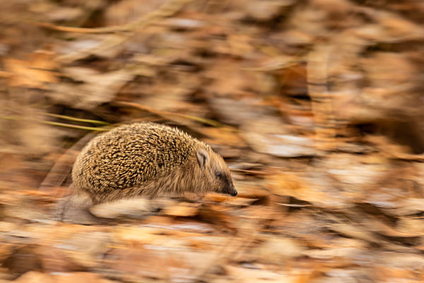 Europaeischer Igel, Westeuropaeischer Igel, Westigel, West-Igel, Braunbrustigel, Braunbrust-Igel, Erinaceus europaeus, Western hedgehog, European hedgehog