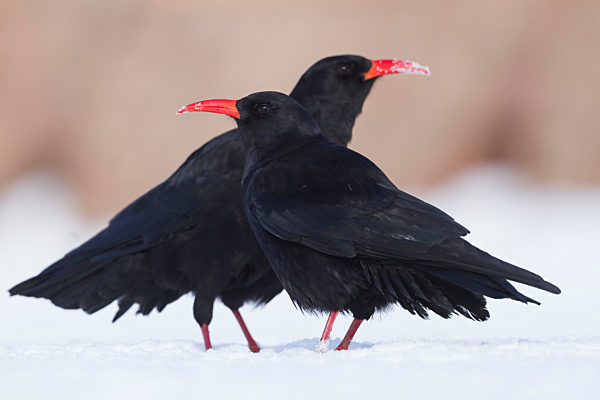 Kanaren-Alpenkraehe, Kanaren-Alpen-Kraehe, Pyrrhocorax pyrrhocorax barbarus, Canary island red-billed chough