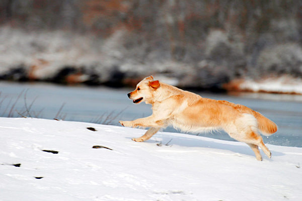 Golden Retriever, Canis lupus f. familiaris, Golden Retriever