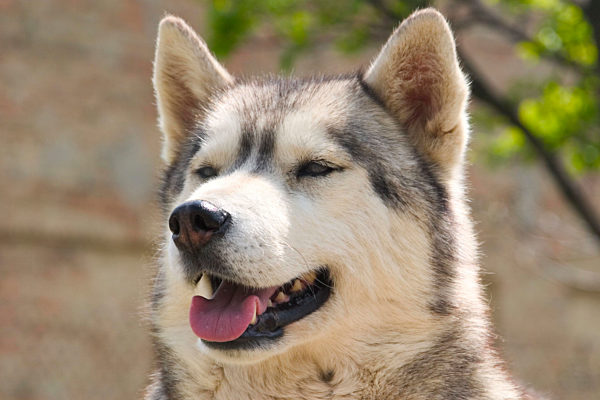 Siberian Husky, Canis lupus f. familiaris, Siberian Husky