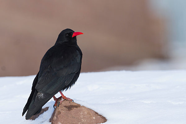 Kanaren-Alpenkraehe, Kanaren-Alpen-Kraehe, Pyrrhocorax pyrrhocorax barbarus, Canary island red-billed chough