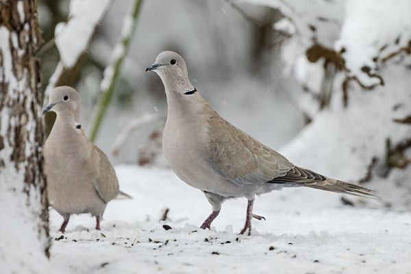 Tuerkentaube, Tuerken-Taube, Streptopelia decaocto, collared dove