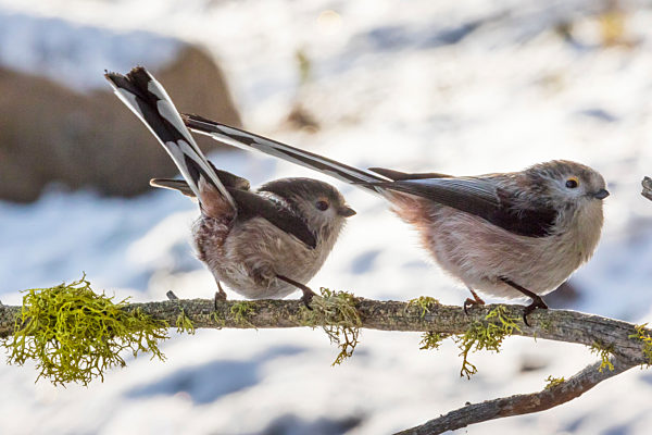 Schwanzmeise, Schwanz-Meise, Aegithalos caudatus, long-tailed tit