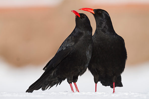 Kanaren-Alpenkraehe, Kanaren-Alpen-Kraehe, Pyrrhocorax pyrrhocorax barbarus, Canary island red-billed chough