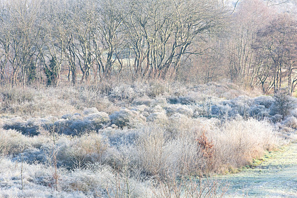 Naturschutzgebiet Ter Yde mit Rauhreif, Natur reserve Ter Yde with hoar frost