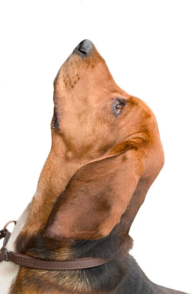 Basset artésien normand, Canis lupus f. familiaris, Artesian-Norman Basset