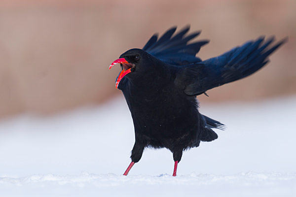Kanaren-Alpenkraehe, Kanaren-Alpen-Kraehe, Pyrrhocorax pyrrhocorax barbarus, Canary island red-billed chough