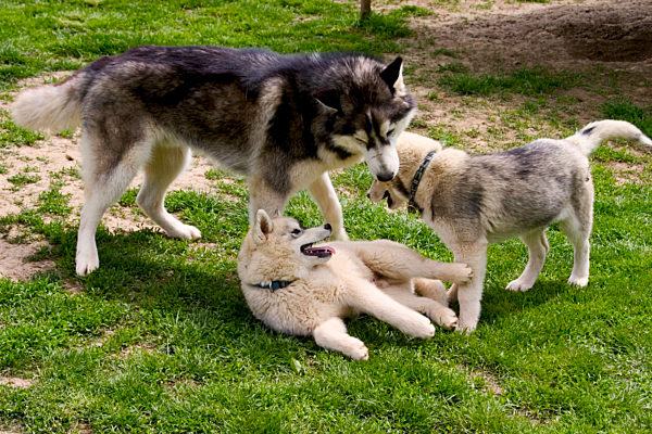 Siberian Husky, Canis lupus f. familiaris, Siberian Husky