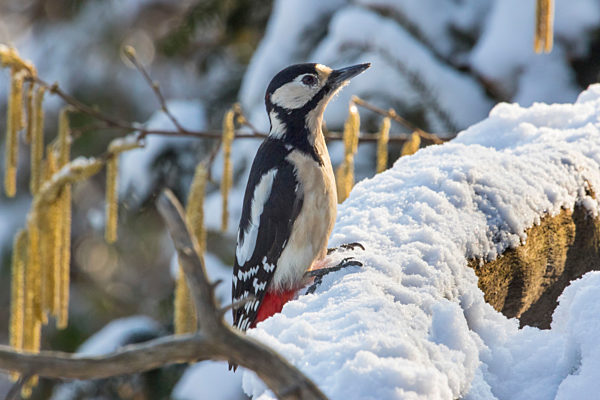 Buntspecht, Bunt-Specht, Grosser Buntspecht, Rotspecht, Rot-Specht, Schildspecht, Schild-Specht, Picoides major, Dendrocopos major, Great spotted woodpecker