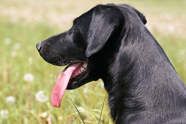 Labrador Retriever, Labrador, Canis lupus f. familiaris, Labrador Retriever