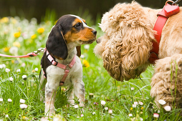 Beagle, Canis lupus f. familiaris, Beagle