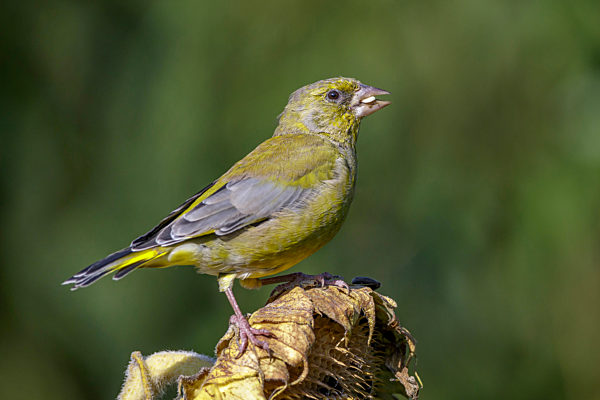 Gruenling, Gruenfink, Carduelis chloris, Chloris chloris, western greenfinch