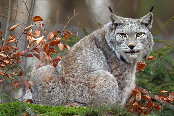 Eurasischer Luchs, Europaeischer Luchs, Lynx lynx, Eurasian lynx