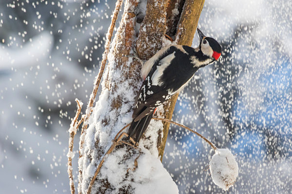 Buntspecht, Bunt-Specht, Grosser Buntspecht, Rotspecht, Rot-Specht, Schildspecht, Schild-Specht, Picoides major, Dendrocopos major, Great spotted woodpecker