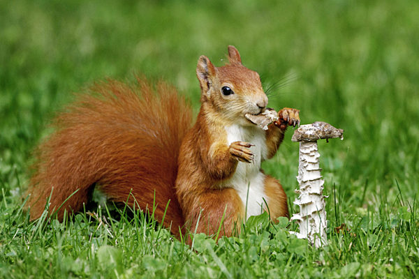 Europaeisches Eichhoernchen, Eurasisches Eichhoernchen, Eichhoernchen, Sciurus vulgaris, European red squirrel, Eurasian red squirrel
