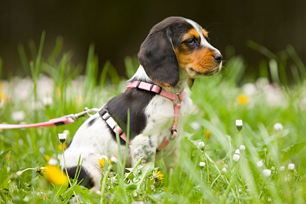 Beagle, Canis lupus f. familiaris, Beagle