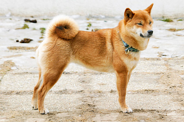 Shiba Inu, Shiba-Inu, Shiba Ken, Shiba-Ken, Shiba, Canis lupus f. familiaris, Shiba Inu