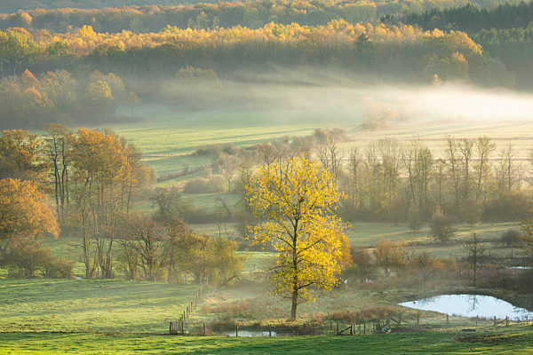 Nebel im Tal von Nassogne, mist in valley in Nassogne