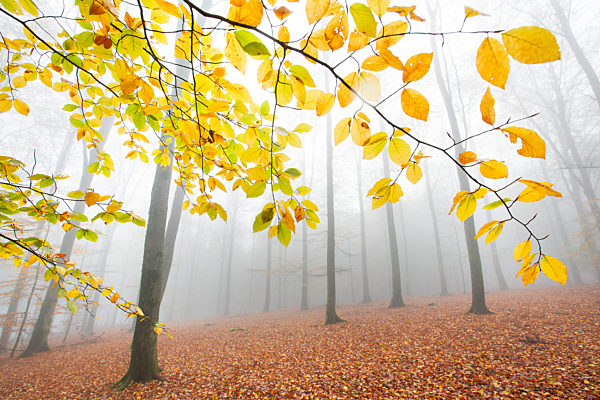Herbst im Waldschutzgebiet in Cugnon, autumn in forest reserve in Cugnon