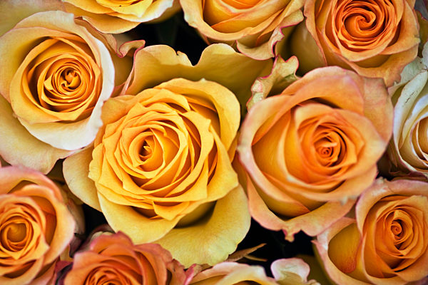 Strauss oranger Rosen, rose bouquet