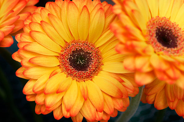 Zimmer-Gerbera, Zimmergerbera, Gerbera, Gerbera jamesonii, Barebeton Daisy, Gerbera, Transvaal Daisy, Gerbera Daisy