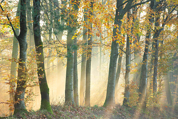 Herbst im Waldreservat in Cugnon, autumn in forest reserve in Cugnon