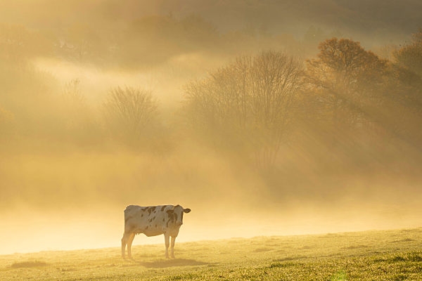 Hausrind, Bos primigenius f. taurus, domestic cattle