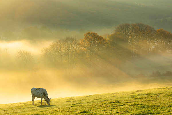 Hausrind, Bos primigenius f. taurus, domestic cattle