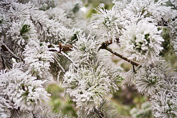 Schwarzkiefer, Schwarz-Kiefer, Pinus nigra, European black pine, Austrian pine, Black Pine, Corsican Pine