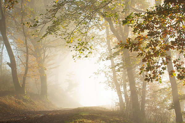 Herbst im Waldreservat in Cugnon, autumn in forest reserve in Cugnon