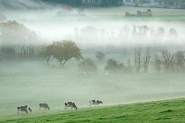 Hausrind, Bos primigenius f. taurus, domestic cattle