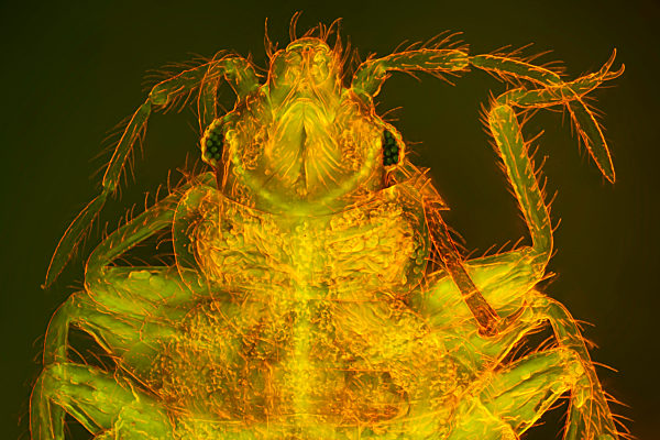 Gemeine Bettwanze, Bettwanze, Bett-Wanze, Hauswanze, Haus-Wanze, Cimex lectularius, Bedbug, Common bedbug, Wall-louse