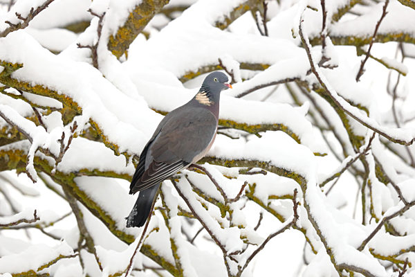 Ringeltaube, Ringel-Taube, Columba palumbus, wood pigeon