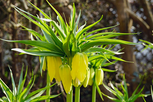 Kaiserkrone, Gelbe Kaiserkrone, Fritillaria imperialis Lutea Maxima, crown imperial lily