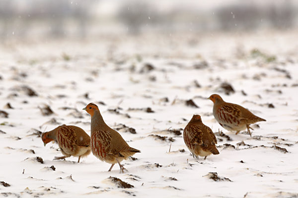 Rebhuhn, Perdix perdix, grey partridge