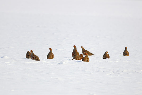 Rebhuhn, Perdix perdix, grey partridge
