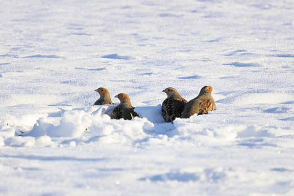 Rebhuhn, Perdix perdix, grey partridge