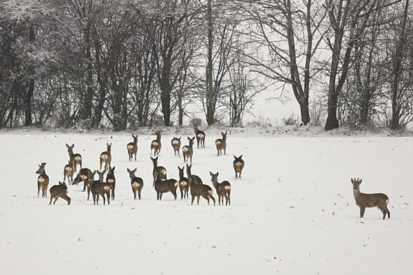 Europaeisches Reh, Capreolus capreolus, roe deer